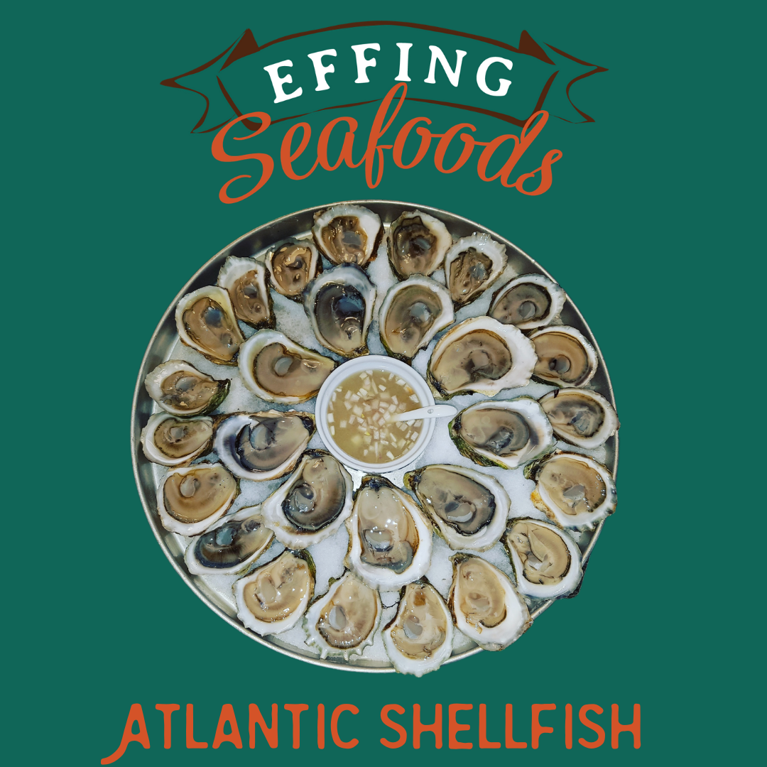 East Coast Oysters 1 Dozen • Effing Seafoods