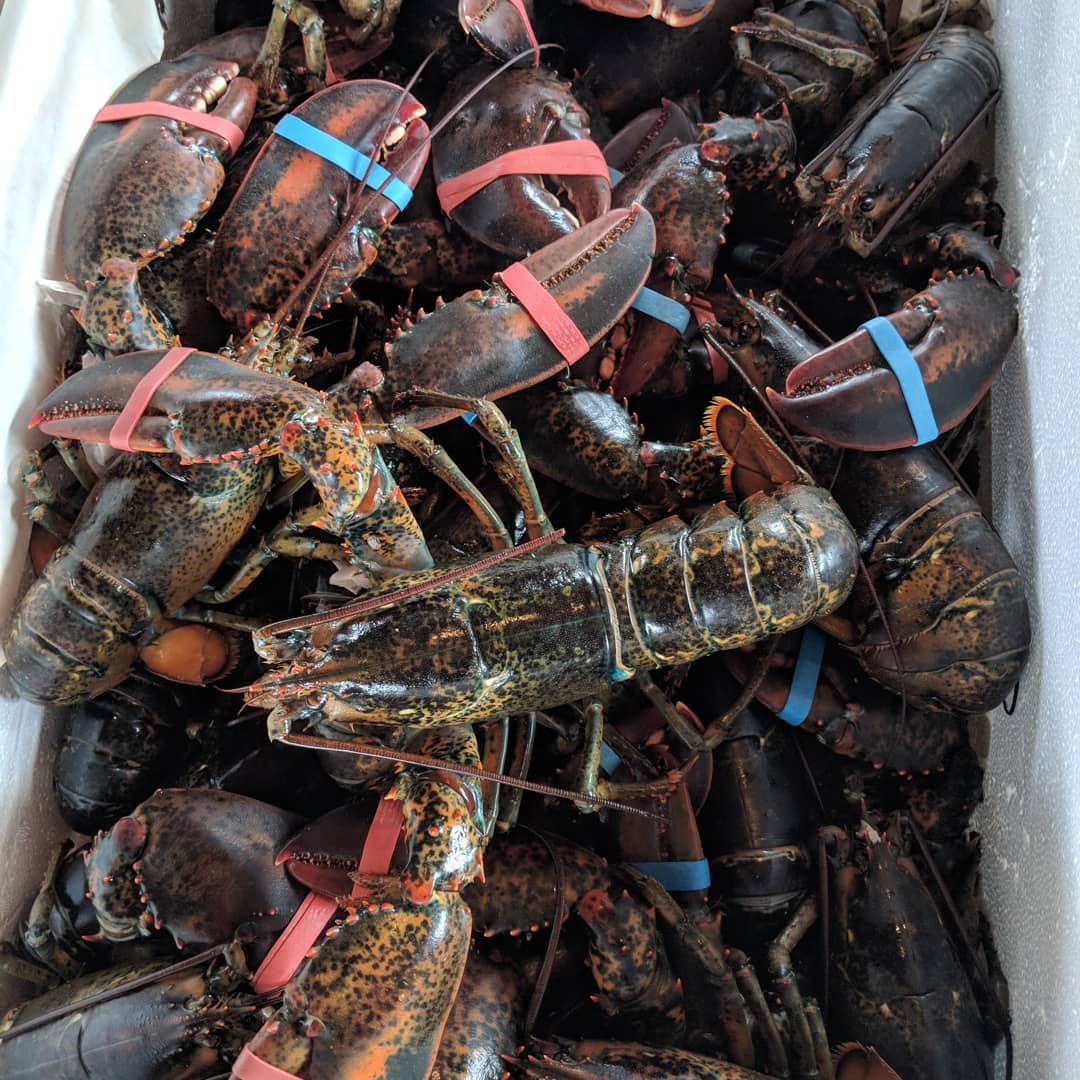 LIVE Lobster- $25 Deposit  - PLEASE READ PRODUCT DESCRIPTION
