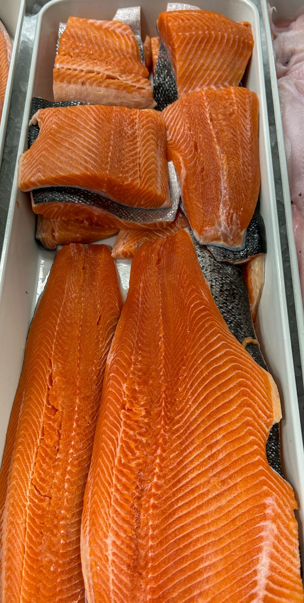 Steelhead Salmon - British Columbia