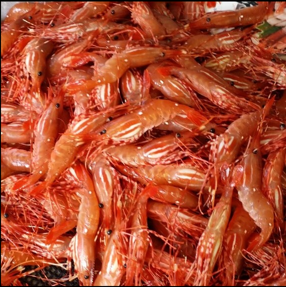PRE-ORDER MAY 16 or 17 Live - BC Spot Prawns